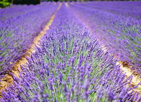Provence-Alpes-Côte d'Azur