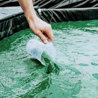 Atelier de Récolte de Spiruline avec Dégustation (Villeneuve d'Ascq, Nord - 59)