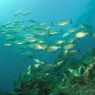 Snorkeling sur la Côte Vermeille (Saint-Cyprien, Pyrénées-Orientales - 66)