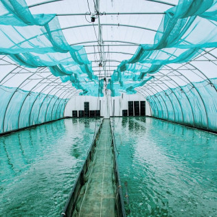 Atelier de Récolte de Spiruline avec Dégustation (Villeneuve d'Ascq, Nord - 59)