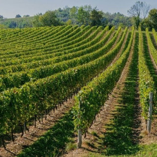 Séjour avec Jacuzzi Privatif dans un Dôme à La Grande Oasis et Dégustation de Vin et de Mets Locaux pour deux (Tarn - 81)