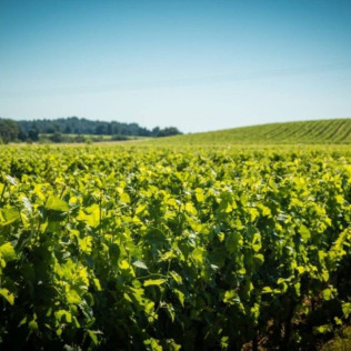 Atelier Assemblage de Vins avec  Dégustation au Château Auzias Paretlongue (Pennautier, Aude - 11)
