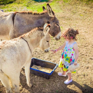 Balade à Cheval sur la Plage (Cupabia, Corse-du-Sud - 20)