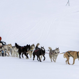 Balade Premium en Chiens de Traîneaux au Plateau de la Croix avec Pause Repas (Saint-Gervais-les-Bains, Haute-Savoie - 74)