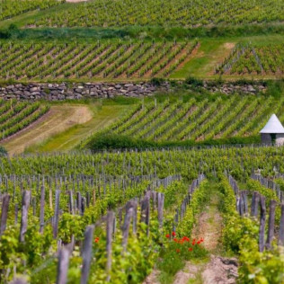 Balade en Vélo avec Visite de Châteaux et Dégustation de Vins à Bordeaux (Gironde- 33)