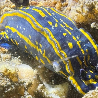 Baptême de Plongée dans le Bassin d’Arcachon (Mios, Gironde - 33)
