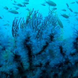 Baptême de Plongée Sous-Marine en Mer Méditerranée (Fréjus, Var - 83)