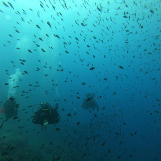 Baptême de Plongée Sous-Marine en Mer Méditerranée (Fréjus, Var - 83)