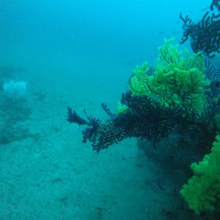 Baptême de Plongée Sous-Marine en Mer Méditerranée (Fréjus, Var - 83)