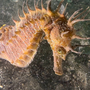 Baptême de Plongée dans le Lac de Cazaux (Cazaux, Gironde - 33)