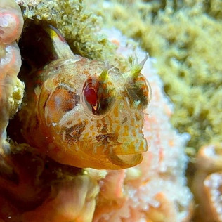 Baptême de Plongée dans le Lac de Cazaux (Cazaux, Gironde - 33)