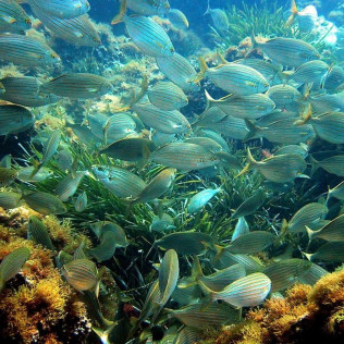 Baptême de Plongée dans la baie de Villefranche (Nice, Alpes-Maritimes- 06)