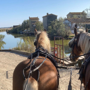 Découverte du Pays de l'Or en Calèche (Lansargues, Hérault - 34)