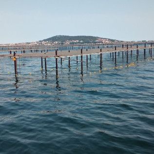 Promenade en Catamaran Mansathau dans l'Étang de Thau (Mèze, Hérault - 34)