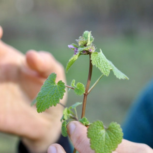 Balade Découverte et Cuisine Sauvage pour deux (Vincennes, Île-de-France - 94)