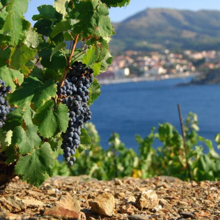 Balade Vigneronne, Visite de la Cave et Dégustation pour deux aux Terres des Templiers (Banyuls-sur-Mer - 66)