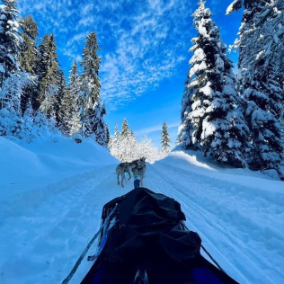 Balade Découverte en Chiens de Traîneaux face au Mont Blanc (Saint-Gervais-les-Bains, Haute-Savoie - 74)