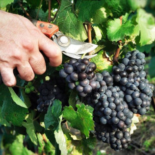Initiation et Dégustation de Champagne pour deux (Reims, Marne - 51)