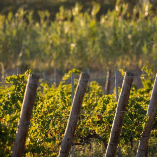 Visite du Domaine Viticole et Dégustation pour deux (Banyuls-dels-Aspres, Pyrénées-Orientales - 66)