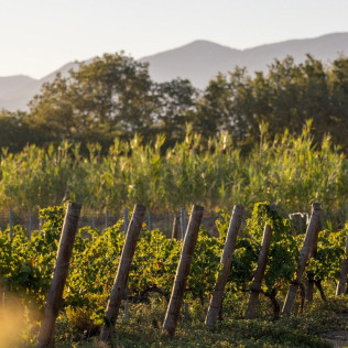 Visite du Domaine Viticole et Dégustation (Banyuls-dels-Aspres, Pyrénées-Orientales - 66)
