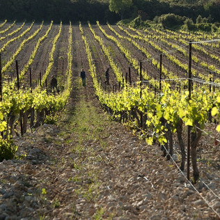 Visite et Dégustation de Vins au Château Capion (Gignac, Hérault - 34)