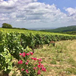 Visite avec Dégustation “Privilège” de Vins pour deux au Domaine Joseph Lafarge (Lugny, Bourgogne- 71)
