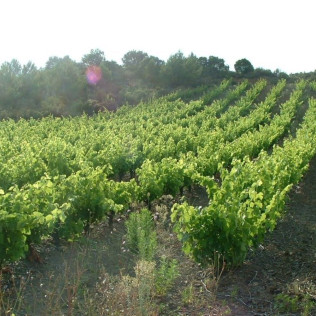 Séjour en Gîte avec Dégustation de Vin et Assiette Gourmande au Domaine Vents du Sud (Vingrau, Pyrénées-Orientales - 66)