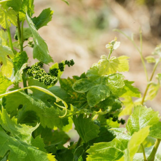 Initiation à la Dégustation des Vins pour deux (Cascatel-des-Corbières, Aude - 11)