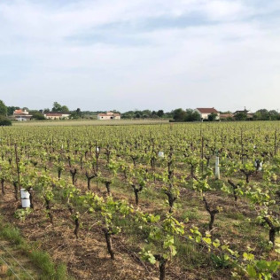 Initiation Œnologique avec Dégustation (Gorges, Loire-Atlantique - 44)