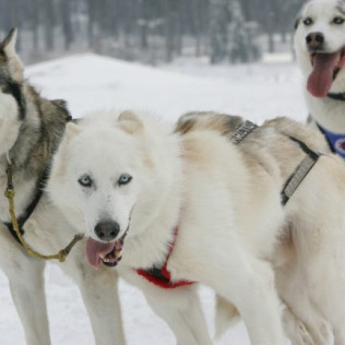 Séjour au spa à l'Andorra Park Hotel 5* et Mushing pour deux (Andorre)