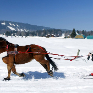 Ski-Joëring dans les Alpes (La Féclaz, Savoie - 73)