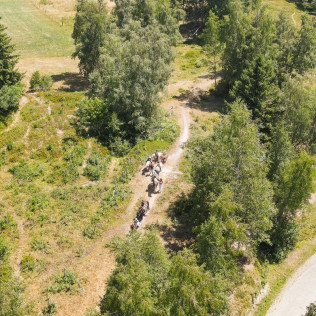 Balade à Cheval dans les Alpes (La Féclaz, Savoie - 73)