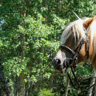 Balade à Cheval dans les Alpes (La Féclaz, Savoie - 73)