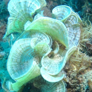 Explorations en Plongée Encadrée (Cap d'Agde, Hérault - 34)