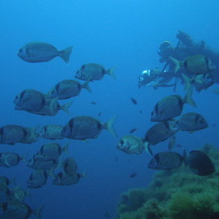 Snorkeling en Randonnée Palmée (Cannes, Alpes-Maritimes - 06)