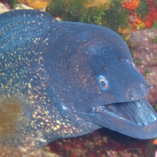 Snorkeling et Randonnée Palmée - Départ de la Plage (Ajaccio, Corse-du-Sud - 20)