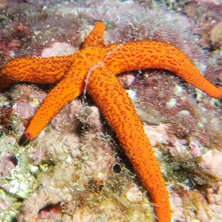 Excursion de Snorkeling et Randonnée Palmée (Gignac-la-Nerthe, Bouches-du-Rhône - 13)