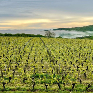 Séjour Œnologique de 2 nuits en Tonneau avec Petit-déjeuner, Dégustation de Vin et Visite du Domaine Joseph Lafarge (Lugny, Saône-et-Loire- 71)