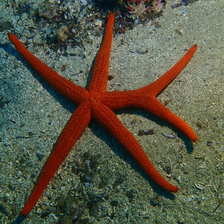 Snorkeling pour deux sur la Costa Brava (Roses, Espagne)