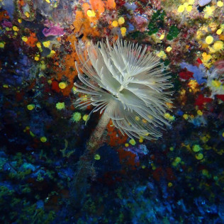 Snorkeling pour deux sur la Costa Brava (Roses, Espagne)