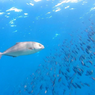 Snorkeling et Randonnée Palmée - Départ du Bateau (Ajaccio, Corse-du-Sud - 20)