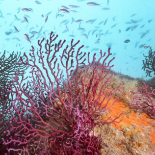 Snorkeling et Randonnée Palmée autonome (Cerbère, Pyrénées-Orientales - 66)