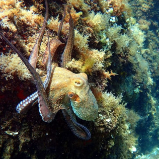 Snorkeling et Randonnée Palmée autonome (Cerbère, Pyrénées-Orientales - 66)