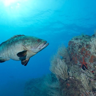 Snorkeling et Randonnée Palmée autonome (Cerbère, Pyrénées-Orientales - 66)