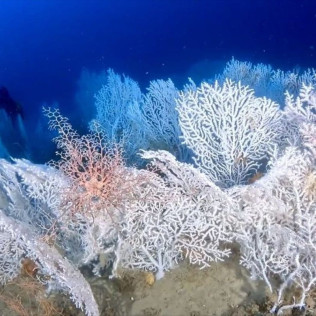 Snorkeling et Randonnée Palmée (Menton, Alpes-Maritimes - 06)
