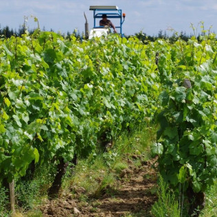 Visite avec Dégustation de Vins à l’aveugle pour deux au Domaine Joseph Lafarge (Lugny, Bourgogne- 71)