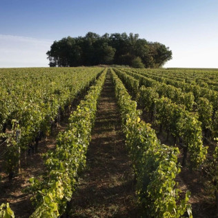 Le Wine-Time : Dégustation de Vin et Mignardises en Duo au Château de Ferrand (Saint-Émilion, Gironde - 33)