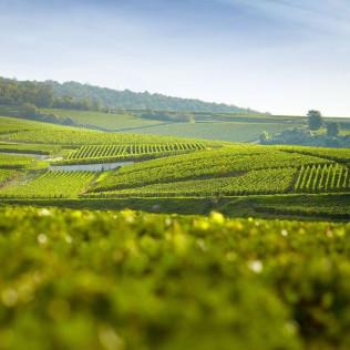 Initiation et Dégustation de Champagne (Reims, Marne - 51)