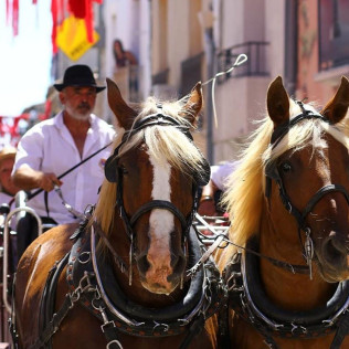 Découverte du Pays de l'Or en Calèche (Lansargues, Hérault - 34)