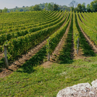 Pique Nique et Balade dans les Vignes au Domaine Saint Laurent de Saurs (Lisle-sur-Tarn, Tarn - 81)